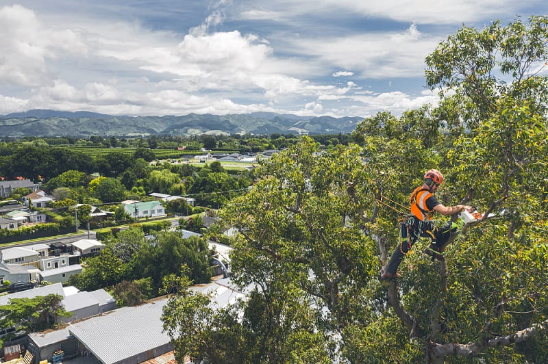 Aerial pic of arborist cutting at top of giant gum tree.